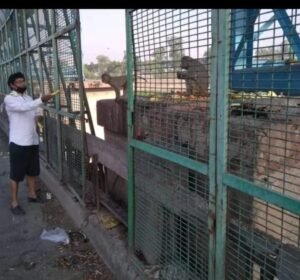  बंदरों को भोजन कराते हुए समाजसेवी!
