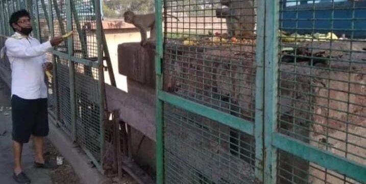 बंदरों को भोजन कराते हुए समाजसेवी